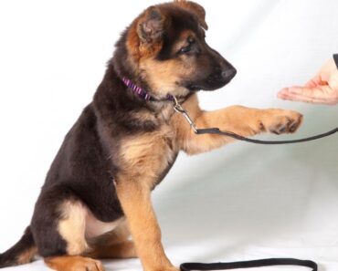 Dog training troubles? Here's a list of 11 common mistakes to avoid!