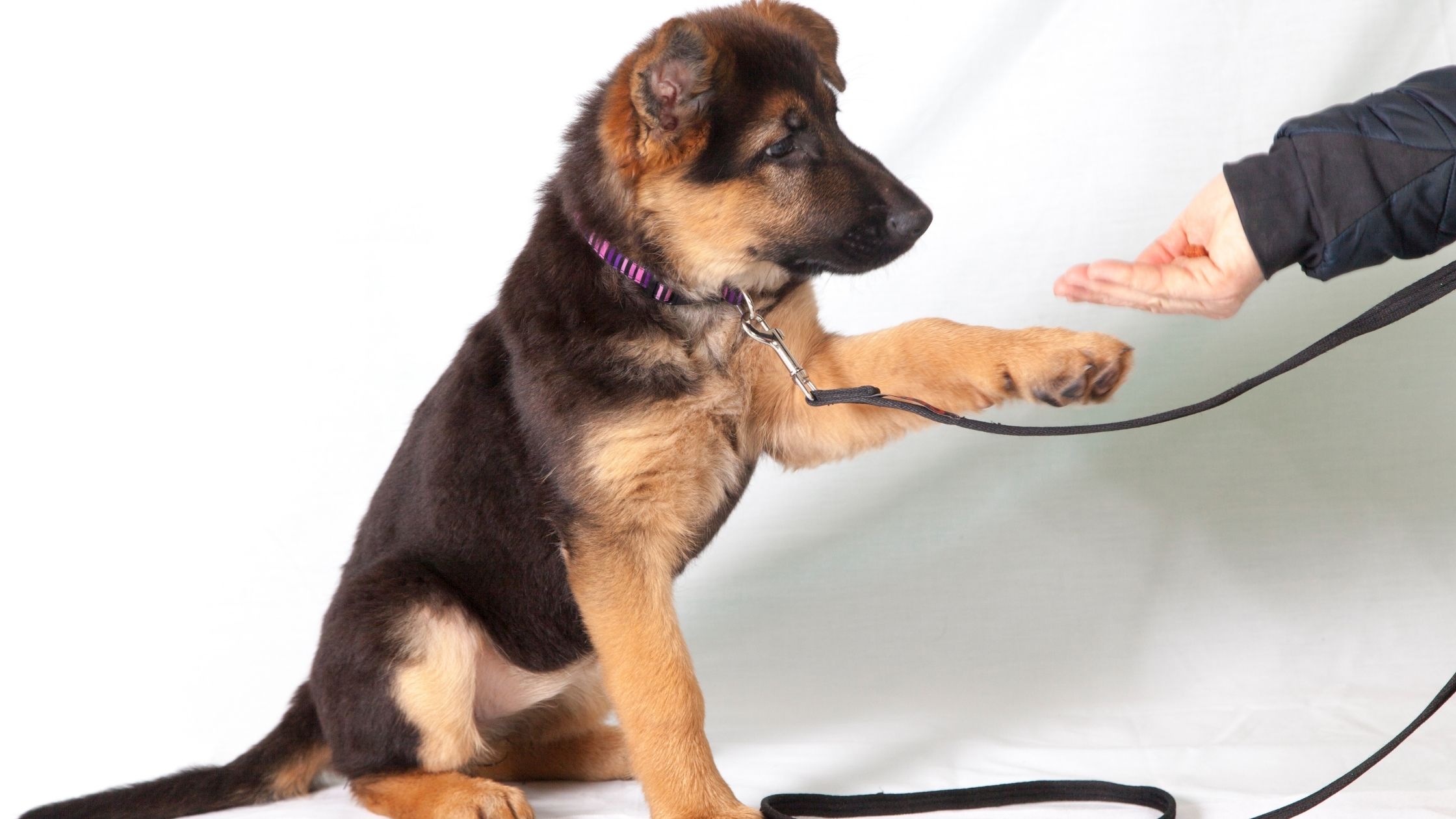 Dog training troubles? Here's a list of 11 common mistakes to avoid!