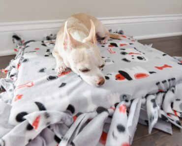 Give your pup a comfy and cozy spot to rest for afternoon naps by throwing together this DIY no-sew dog bed. It's easy, cheap, and fun!
