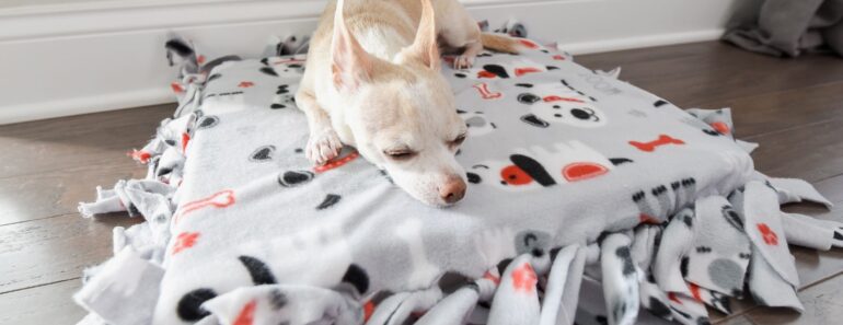Give your pup a comfy and cozy spot to rest for afternoon naps by throwing together this DIY no-sew dog bed. It's easy, cheap, and fun!