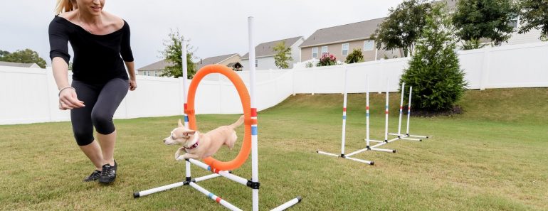 Ever watch dogs weave between poles, run through tunnels, and jump over objects? Well, that’s called agility ... and wow is it fun!