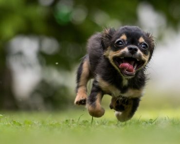 When it comes to puppy training, mastering a recall – coming when called – is essential, as it's a potentially life-saving command.