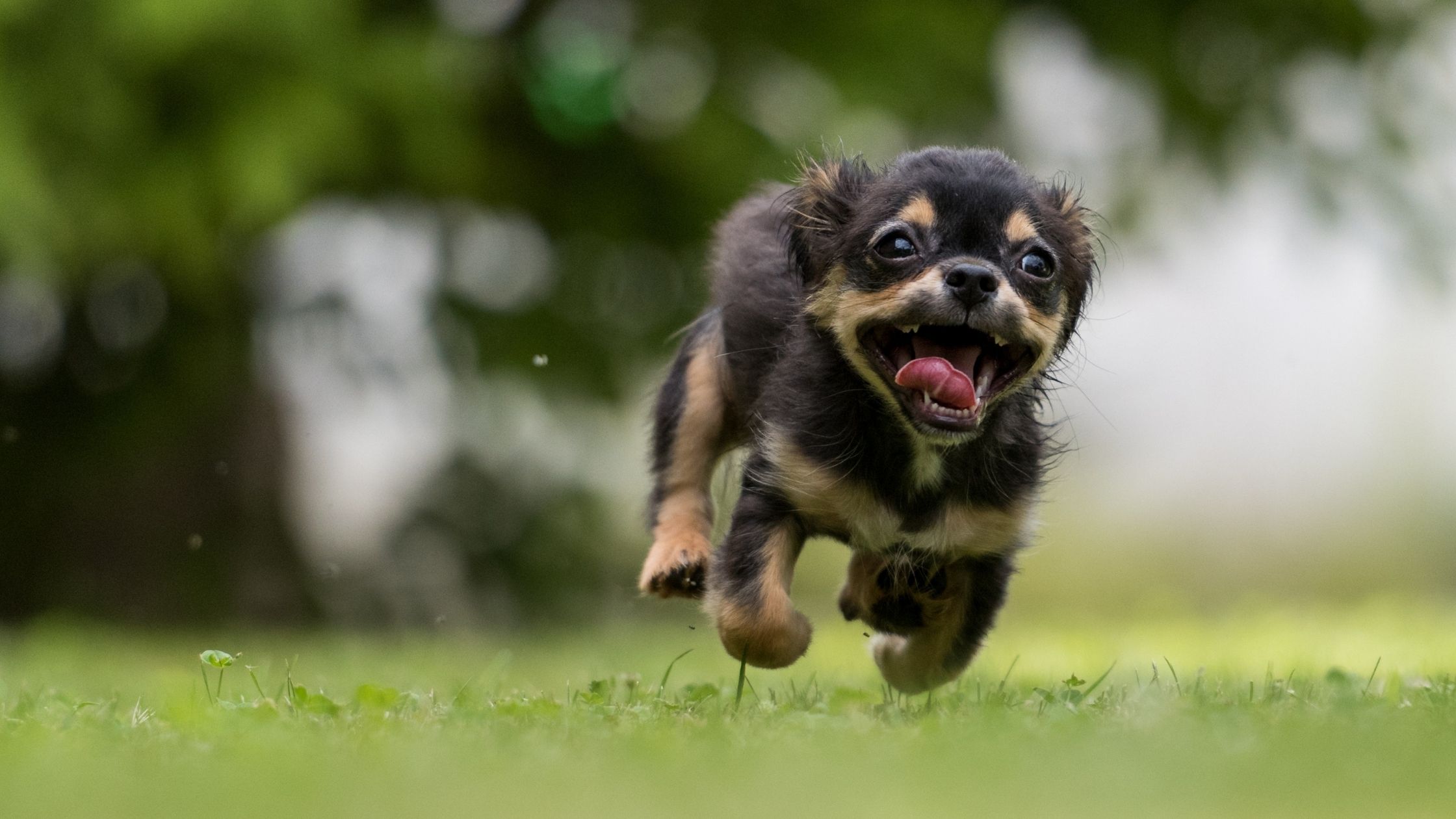 When it comes to puppy training, mastering a recall – coming when called – is essential, as it's a potentially life-saving command.