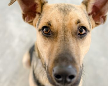 Puppies love exploring the world with their mouth, which can get them into trouble! That's why it's essential to teach them the Leave It cue.