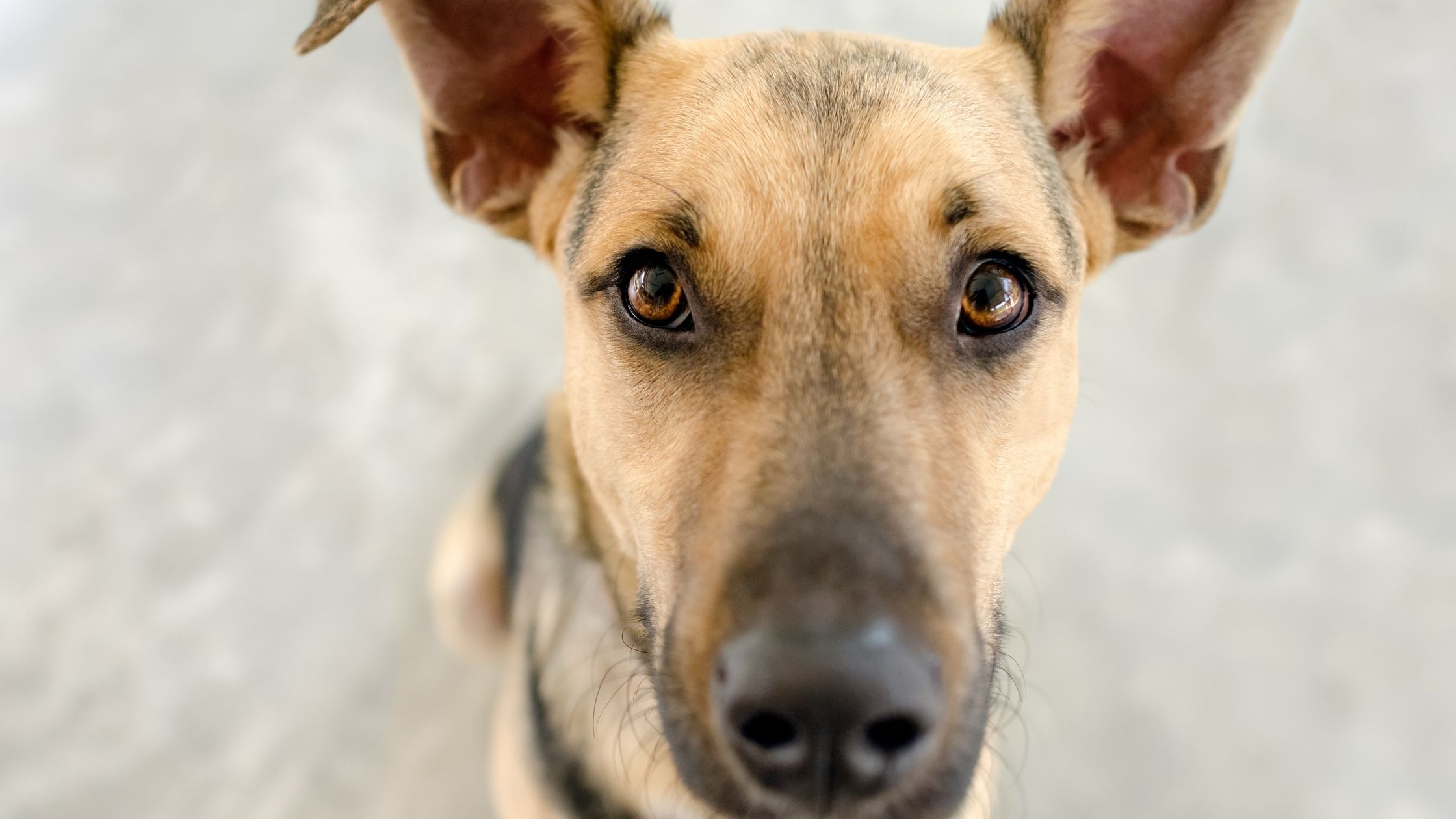 Puppies love exploring the world with their mouth, which can get them into trouble! That's why it's essential to teach them the Leave It cue.