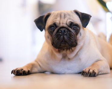 Similar to the Sit command, teaching your dog to lie down on command offers a lot of benefits. Get the training tips inside!