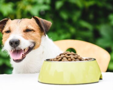 If kibble is what's in your budget, opt for the highest quality kibble you possibly can. Plus, enhance your pup's bowl with some whole foods.