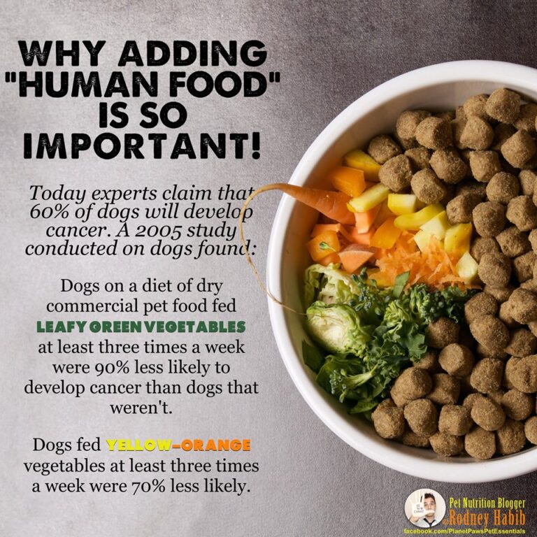 Kibble Boosters 8 Fresh Foods to Bump Up Your Dog’s Bowl