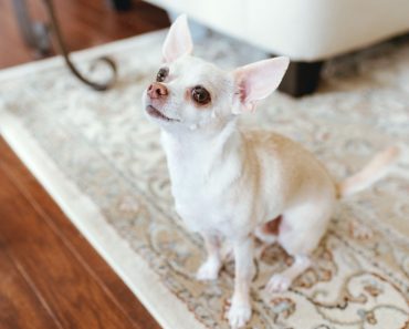 When it comes to basic commands, Sit is usually one of the very first cues people teach their dogs. Find out how to teach your dog to Sit!