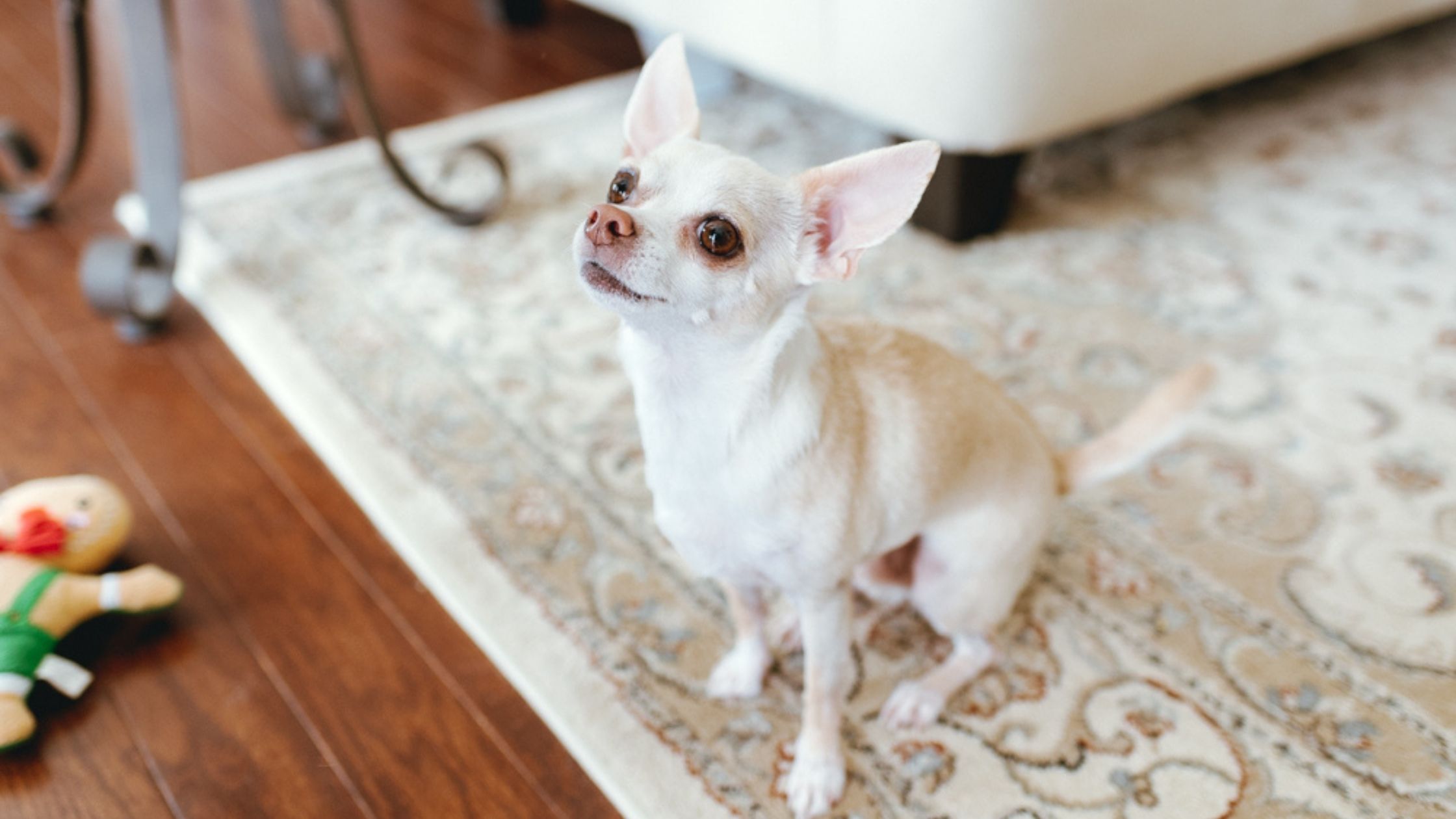 When it comes to basic commands, Sit is usually one of the very first cues people teach their dogs. Find out how to teach your dog to Sit!