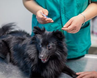 During your dog's annual vet visit, he'll likely get a blood test. Find out if it's worth the money, when it's needed, & how to read results!