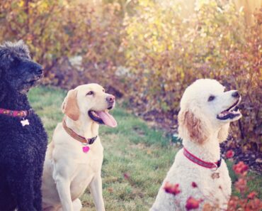 Each year, the American Kennel Club releases a list of the most popular dog breeds in the US. See which dogs made the top 20 spots!