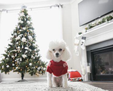 As you start decking your halls, consider these pet-proofing Christmas tree tips to keep a Fido-friendly space.