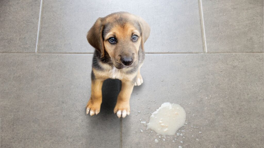 Dog Vomit: What Your Pup's Puke Means - Proud Dog Mom