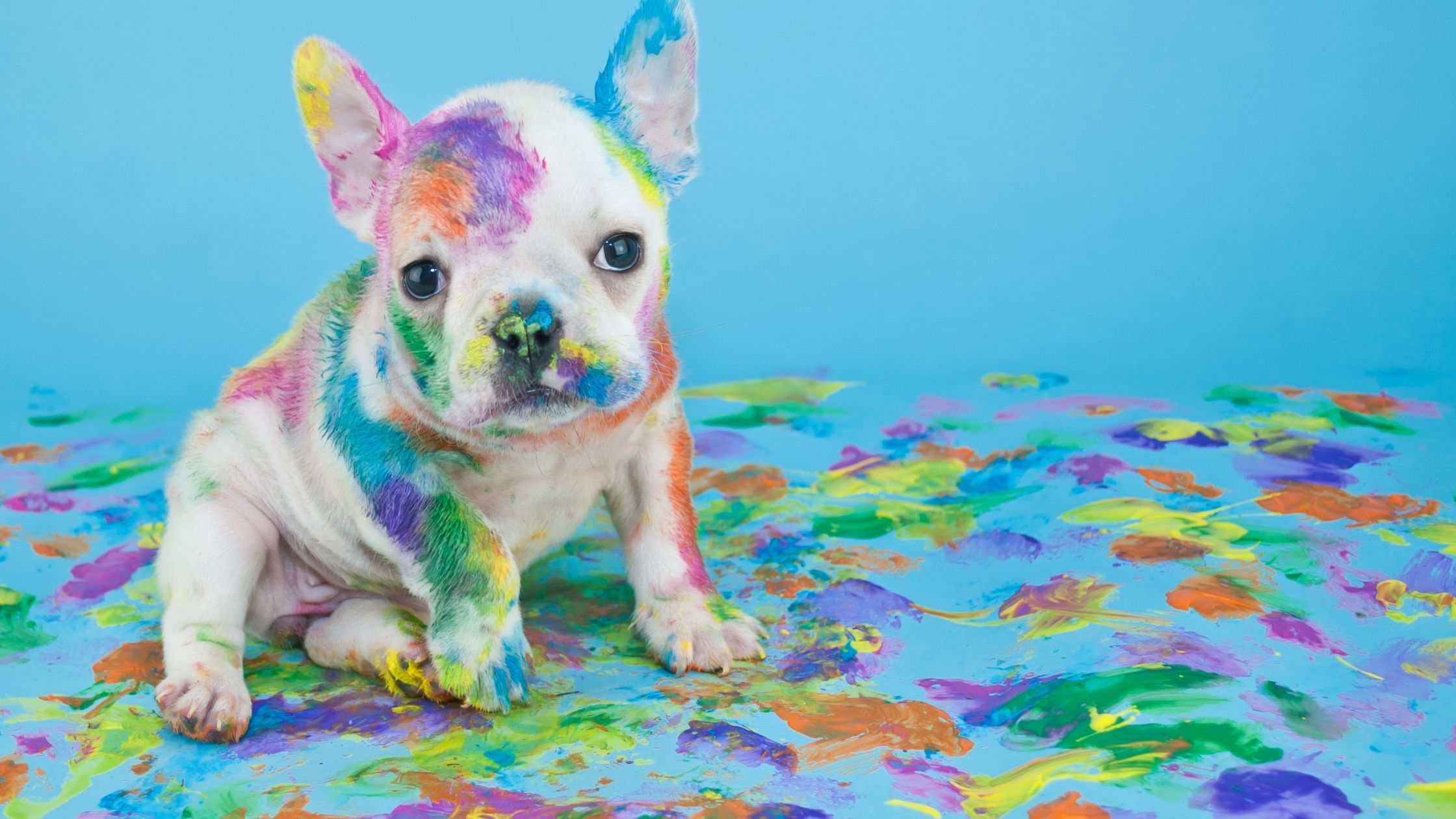 Are You Ready for a Puppy? 5 Things to Consider!