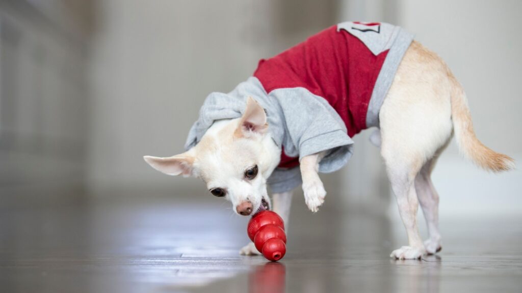 These 6 indoor dog activities are great for a rainy day! They will keep your pooch busy for hours, making you and your dog extremely happy!
