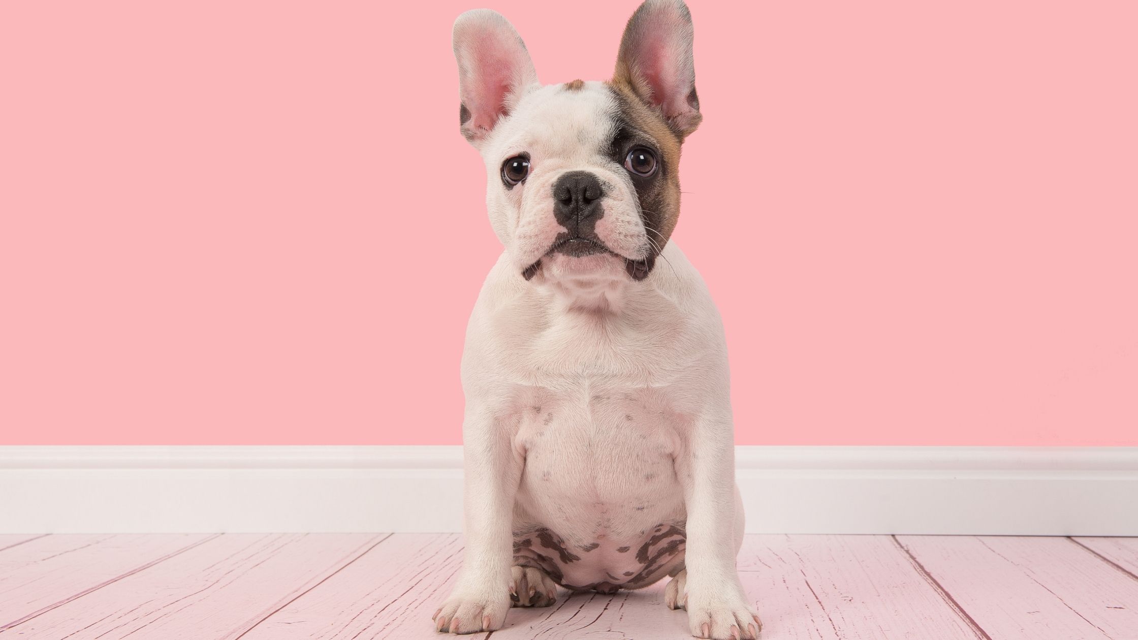 The first year with a new puppy is filled with plenty of big milestones. Here are some of the things new puppy parents can look forward to!