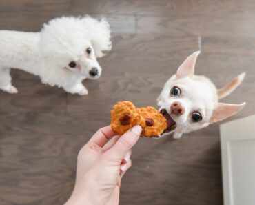 In this super simple, flour-less dog treat recipe, I marry cooked and mashed sweet potato with a blend of naturally sweet fruits and veggies.