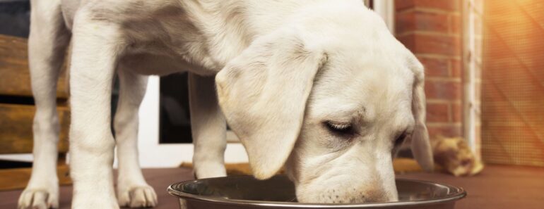 When financial hardship strikes, keeping food on the table can become a challenge. Learn about pet food pantries (and how you can help)!