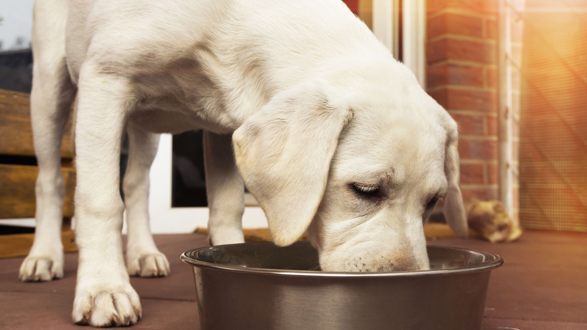 When financial hardship strikes, keeping food on the table can become a challenge. Learn about pet food pantries (and how you can help)!