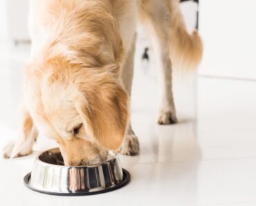 The FDA is alerting pet parents and vets about a new dry dog food recall alert. This comes after at least 28 deaths and 8 illnesses in dogs.