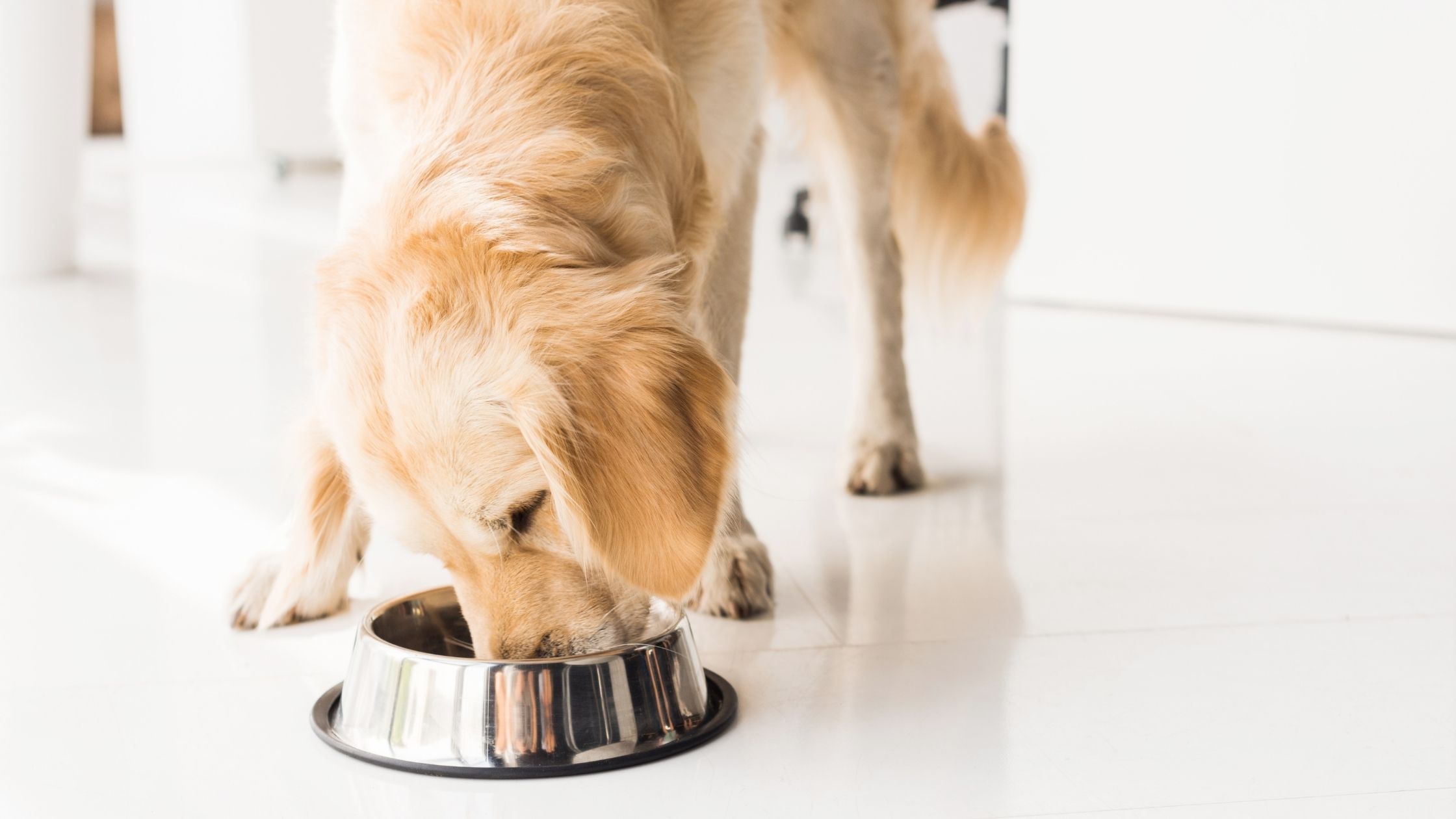 The FDA is alerting pet parents and vets about a new dry dog food recall alert. This comes after at least 28 deaths and 8 illnesses in dogs.