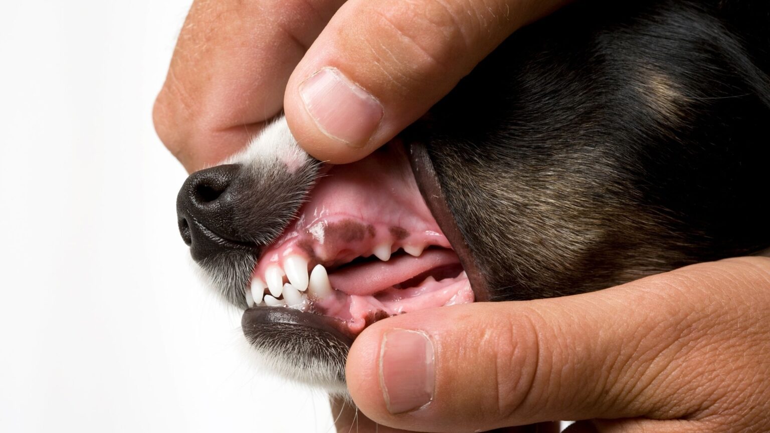 What The Color Of Your Dog's Gums Means Proud Dog Mom