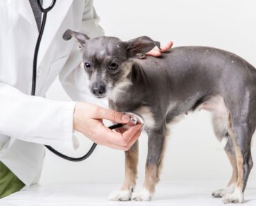 As dog moms, taking our pups to their yearly wellness visit goes with the territory. But, sometimes vet visits are sparked by something else.