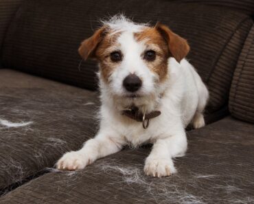 Is your dog experiencing hair loss? See 10 common reasons your dog may be losing his hair, what to look for, and what you can do about it.