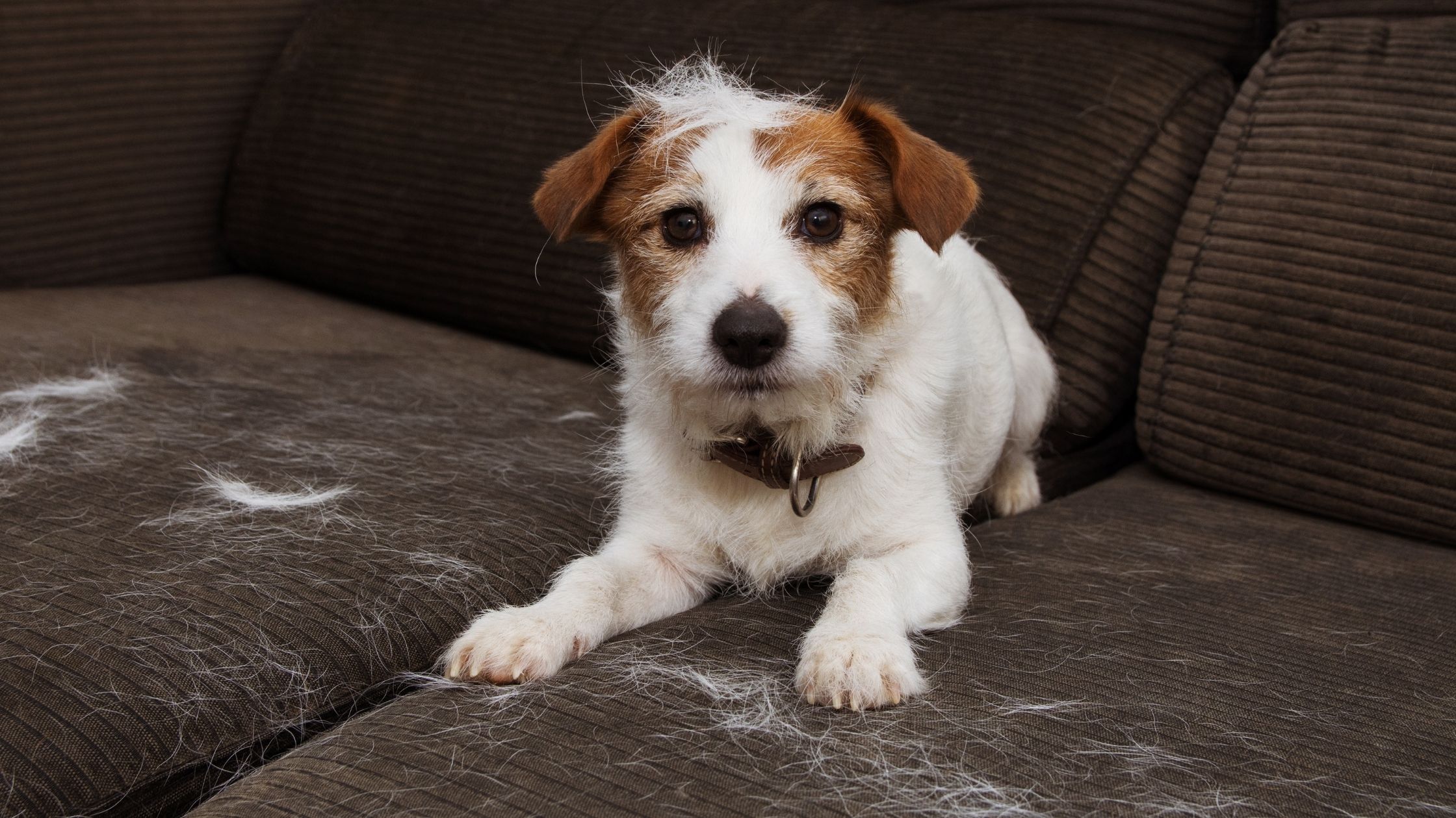 Hair Loss in Dogs: 10 Common Causes - Proud Dog Mom