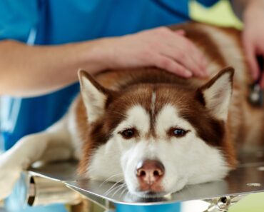 Xylitol is a naturally occurring substance that's used as a sugar substitute in many foods. The downside? It's incredibly toxic to dogs.