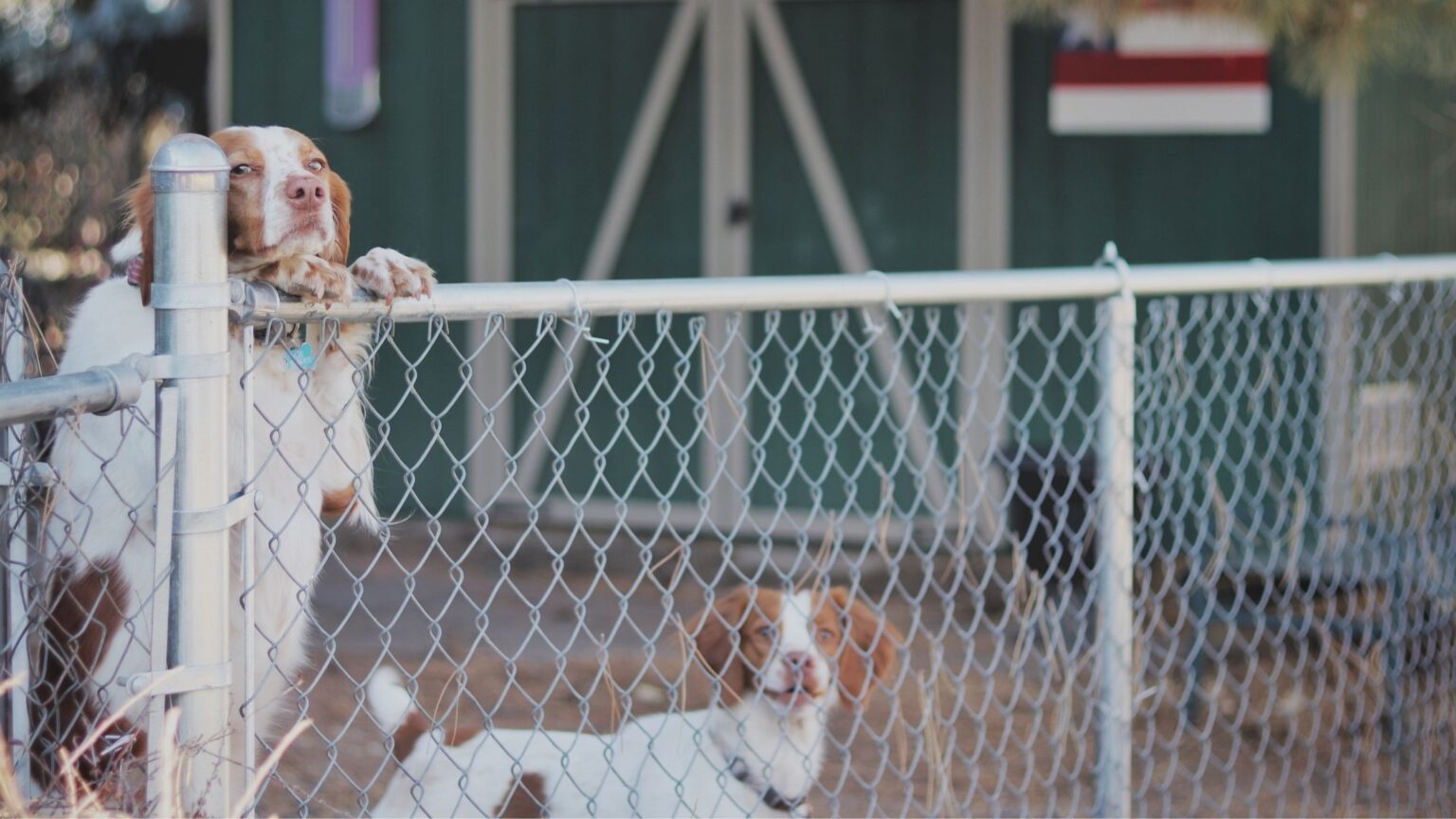 How to Stop Your Dog From Escaping the Backyard