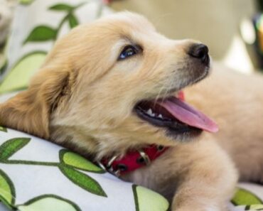 Planning to expand your family by four paws? As you search for the perfect puppy name, check out this list of 100 popular options!