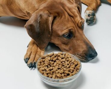 Does your dog eat kibble? Here's why you may want to add some liquid (water, goat's milk, or bone broth) to their food bowl!