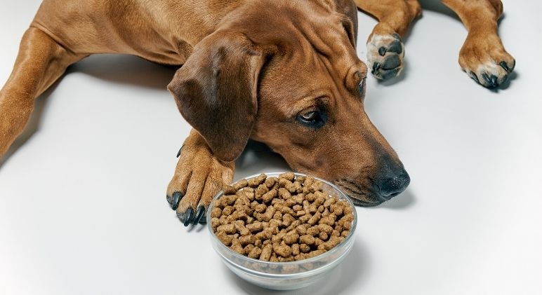 Does your dog eat kibble? Here's why you may want to add some liquid (water, goat's milk, or bone broth) to their food bowl!