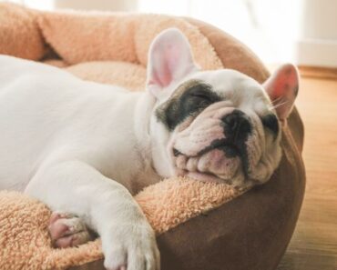 6 Best Dog Beds for a Comfy Fido