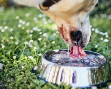 Are Communal Water Bowls Safe for Dogs to Drink From?