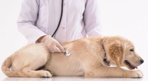 What is Leaky Gut Syndrome in Dogs? - Proud Dog Mom