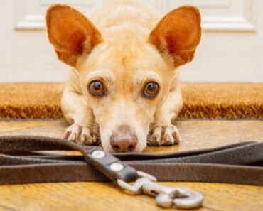 How to Teach Your Dog to Use a Potty Bell