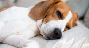 What is Leaky Gut Syndrome in Dogs? - Proud Dog Mom