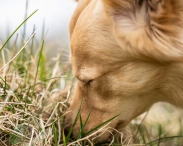 To avoid unwanted critters, many people use rat poisons. But, they pose a serious danger to our dogs. Find out about rat poisoning in dogs.