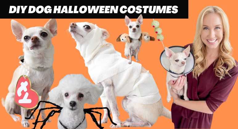 5 Easy DIY Dog Halloween Costumes (Budget Friendly)
