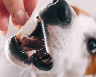 Looking to stock up on healthy, store-bought dog treats? Here is a list of single-ingredient, well-sourced options.