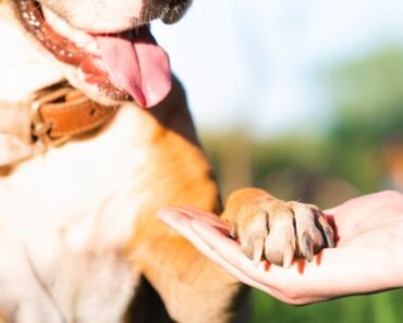 8 Ways to Build an Even Stronger Bond with Your Dog