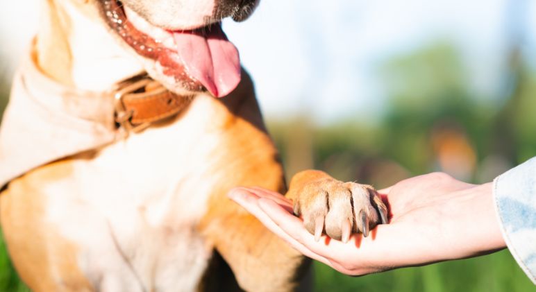 8 Ways to Build an Even Stronger Bond with Your Dog