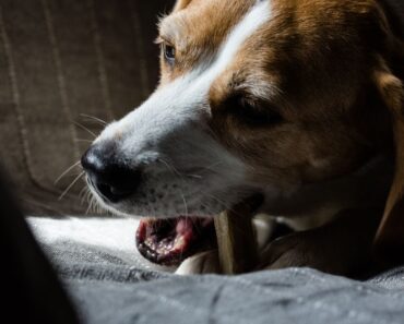 Ark Naturals Company is currently recalling three of their Ark Naturals Brushless Toothpaste Value Packs. Find out more.