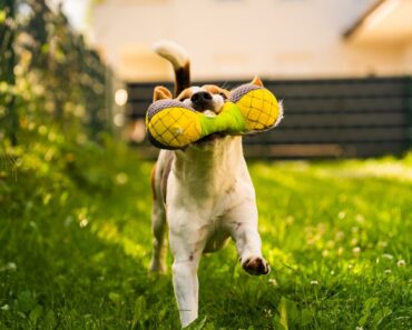Do you have a dog-safe backyard? As the weather warms up, here are six tips to ensure your backyard is safe, secure, and fun for your precious pup!