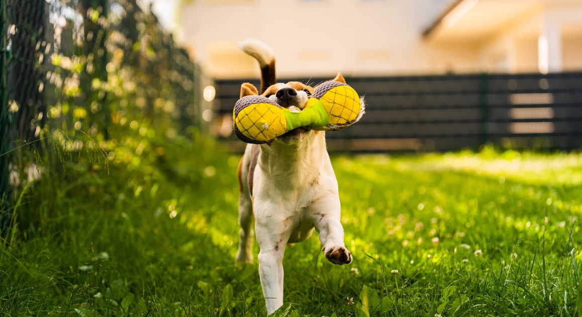 Do you have a dog-safe backyard? As the weather warms up, here are six tips to ensure your backyard is safe, secure, and fun for your precious pup!