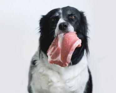 The FDA has warned pet parents not to feed certain lot of Darwin’s Natural Pet Products raw pet food. Find out more.