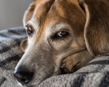 10 common health conditions in dogs every pet parent should know of. From allergies to dental disease, see the warning signs and more.
